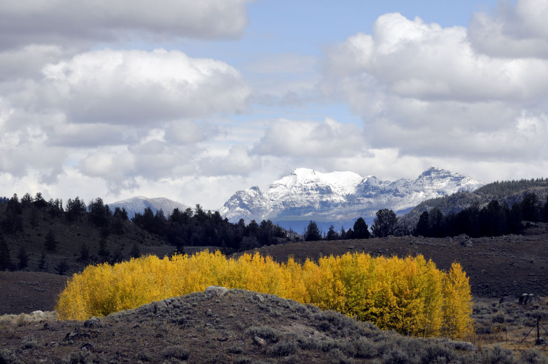A grove of aspen trees